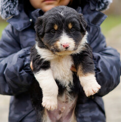 Puppy in the arms of a little boy