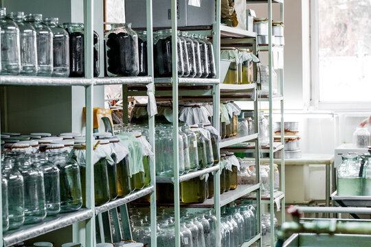 Many leeches in jars on leech farm or laboratory. Hirudo therapy background