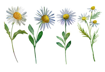 bouquet of camomiles