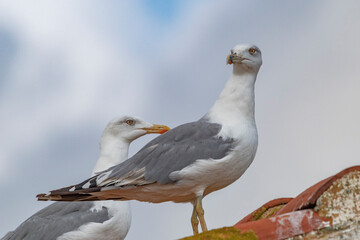 black headed gull