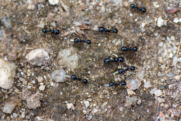 Hormigas recolectando para el largo invierno