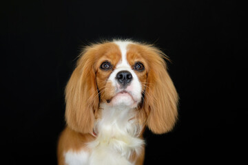 Portrait Of Blenheim King Charles Spaniel on a black background