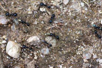 hormigas recolectando