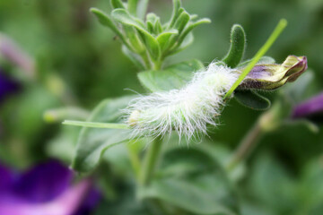 a green shaggy hairy caterpillar on a flower