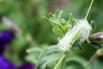 a small green caterpillar on a flower with fluffy white hairs