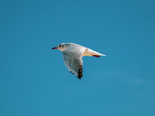 seagull in flight