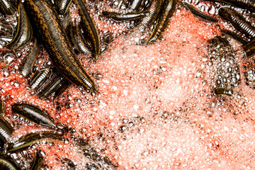Many leeches in laboratory. Medical leeches for hirudo therapy