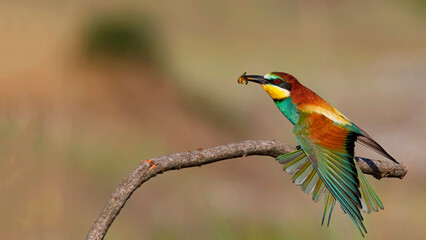 The European Bee-eater is in the branch.