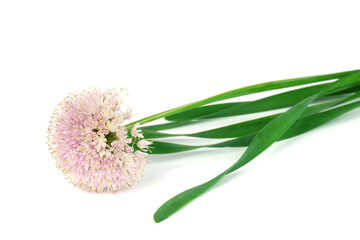 Fototapeta premium green onion flowers on white background. chives