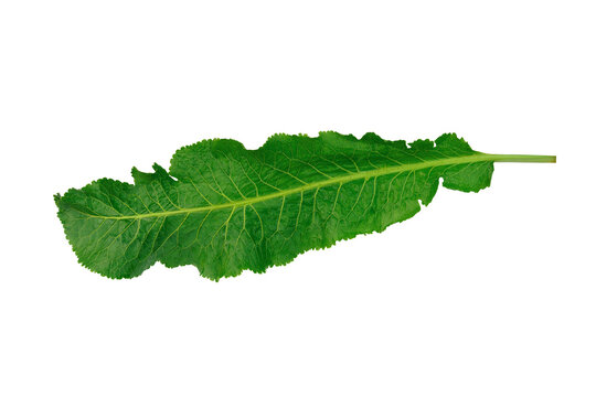 horseradish leaf on white background. large green leaf
