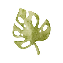 Obraz premium Watercolor illustration of tropical leaf isolated on white background. 