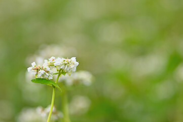 佐賀空港コスモス園に咲くソバの花