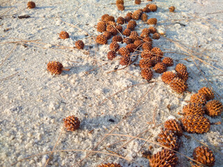 Beach she-oak on the sand (Casuarina Equisetifolia). Casuarina Equisetifolia is a she-oak species of the genus Casuarina.