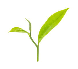 green tea leaf isolated on white background.