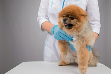 The veterinarian listens to the pomeranian through a phonendoscope in clinic
