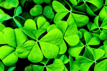 Background with green clover leaves for Saint Patrick's day. Shamrock.