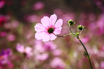 美しく輝くピンクのコスモス