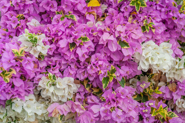 Bougainvillea