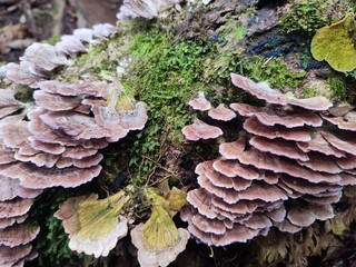 Trichaptum biforme is a type of fungus that grows on dead tree trunks.