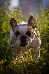 French bulldog in a meadow on a sunny summer clear day