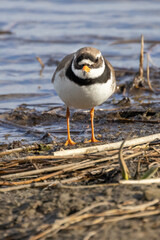 Little Ringed Plover