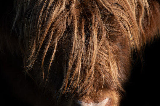 Detail shot of a Scottish highland cattle. You can see the brown forehead with lots of long hair emerging from the darkness