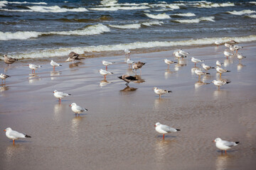 Baltic sea beach. Beach near Baltic sea full of seagulls