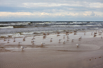 Baltic sea beach. Beach near Baltic sea full of seagulls