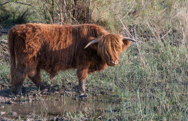 A Scottish Highland Cattle, with long shaggy hair, stands in a dry meadow, on the edge of a puddle of rain