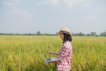 Naklejka na ściany i meble asian young female farmer in hat standing in field and typing on keyboard of laptop computer. Agriculture technology concept. farmer use laptop at the gold rice field to take care of her rice.