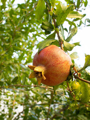 Unripe pomegranate fruit on a tree branch. Turkish plant
