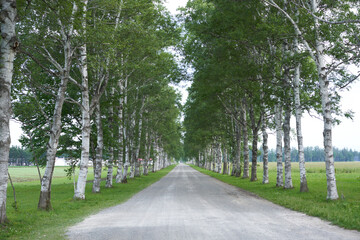Beautiful rows of white birch trees at Tokachi Ranch