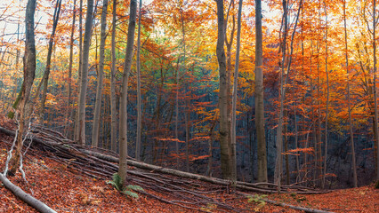 Panorama of a forest autumn landscape. Indian summer in the Carpathian mountains