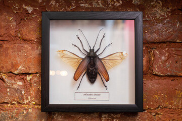 Dried insect in a wooden frame under glass as an interior decoration. Large xixuthrus beetle with...