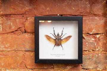 Dried insect in a wooden frame under glass as an interior decoration. Giant Rhino beetle with spread wings