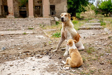 Abandoned animals on the streets of a ruined city, stray dogs near ruined houses. Destroyed and abandoned buildings of the city after the war, bombing, Apocalypse Dead city, ruins, evacuation.