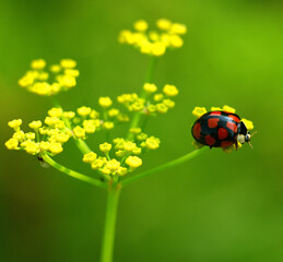 ladybug on a leaf
