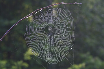 web