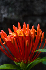 Pohon Asoka or Ixora, Other common names include viruchi, kiskaara, kepale, rangan, kheme, ponna, channtanea, techi, pan, siantan, jarum-jarum, jejarum, jungle flame, jungle geranium