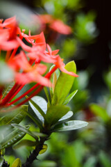 Pohon Asoka or Ixora, Other common names include viruchi, kiskaara, kepale, rangan, kheme, ponna, channtanea, techi, pan, siantan, jarum-jarum, jejarum, jungle flame, jungle geranium