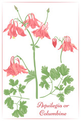 A set of Aquilegia flowers, leaves and buds