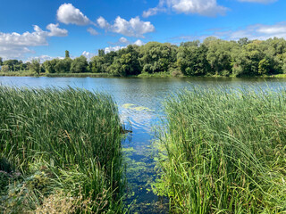landscape with lake and reeds 