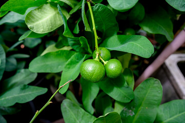 Green lime or lemon hang on the treee in the garden.