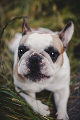 French bulldog in a meadow on a sunny summer clear day