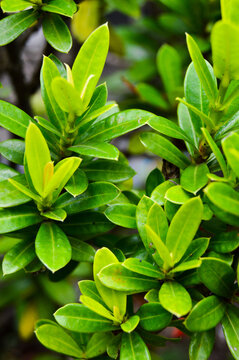 Pohon Asoka or Ixora, Other common names include viruchi, kiskaara, kepale, rangan, kheme, ponna, channtanea, techi, pan, siantan, jarum-jarum, jejarum, jungle flame, jungle geranium