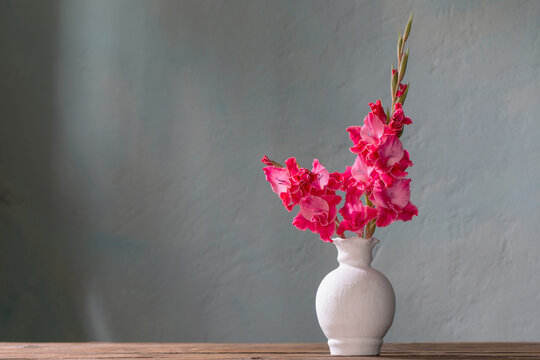 pink gladiolus in white vase on background blue wall
