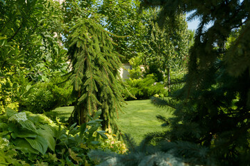 Fototapeta na wymiar beautiful garden, various ornamental plants grows in the garden, junipers in the garden 