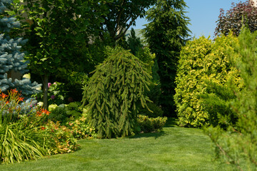 beautiful garden, various ornamental plants grows in the garden, junipers in the garden	