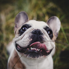 French bulldog in a meadow on a sunny summer clear day