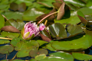 Closeup shot of a pink water lily in the pond	